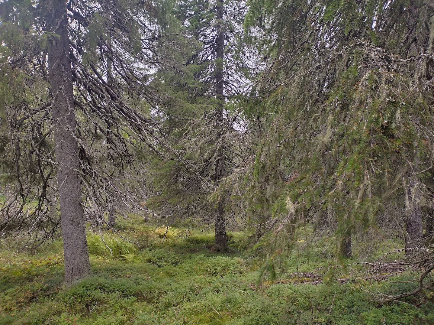 Närängänvaaran ikimetsää.